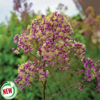 Anne Meadow Rue Thumbnail